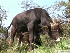 An adventurous young slut pulling a bull